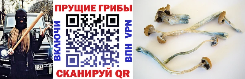 Купить где  Новый Оскол  Галлюциногенные грибы Cubensis 